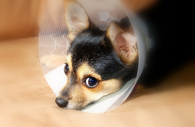 puppy-recovery-2-1388462-639x417
